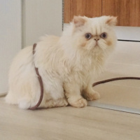 İran Kedisi (Persian), Kedi  Hamur fotoğrafı