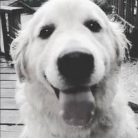Golden Retriever, Köpek  Oscar fotoğrafı