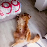 Golden Retriever, Köpek  Bobo fotoğrafı