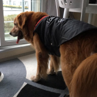 Golden Retriever, Köpek  Bobo fotoğrafı