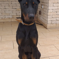Doberman Pinscher, Köpek  Rocky fotoğrafı