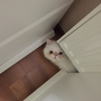 İran Kedisi (Persian), Kedi  Roka fotoğrafı