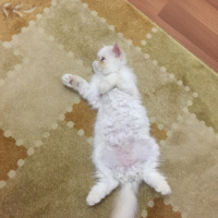 İran Kedisi (Persian), Kedi  Roka fotoğrafı