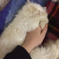 İran Kedisi (Persian), Kedi  Roka fotoğrafı