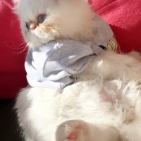 İran Kedisi (Persian), Kedi  Roka fotoğrafı
