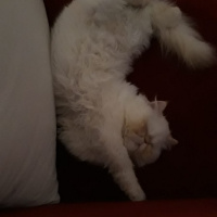 İran Kedisi (Persian), Kedi  Roka fotoğrafı