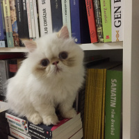 İran Kedisi (Persian), Kedi  Roka fotoğrafı