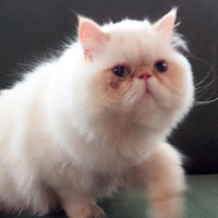 İran Kedisi (Persian), Kedi  Roka fotoğrafı