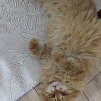 Chinchilla, Kedi  tarçın fotoğrafı
