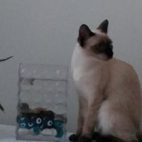 Tekir Kedi, Kedi  Tekila fotoğrafı