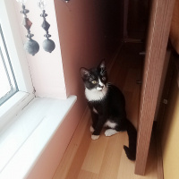 Tekir Kedi, Kedi  Minik fotoğrafı