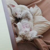 Maltese, Köpek  Herkül fotoğrafı