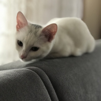 Tekir Kedi, Kedi  Love fotoğrafı