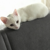 Tekir Kedi, Kedi  Love fotoğrafı
