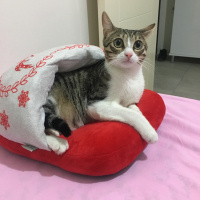 Tekir Kedi, Kedi  Kepçe fotoğrafı