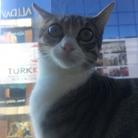 Tekir Kedi, Kedi  Kepçe fotoğrafı