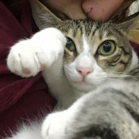 Tekir Kedi, Kedi  Kepçe fotoğrafı