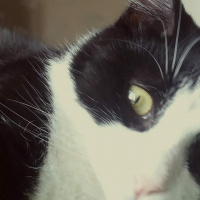 Tekir Kedi, Kedi  Nasip fotoğrafı