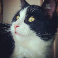 Tekir Kedi, Kedi  Nasip fotoğrafı