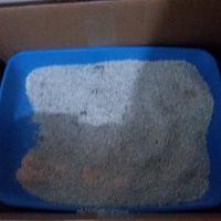 Tekir Kedi, Kedi  Nasip fotoğrafı