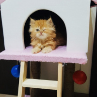 İran Kedisi (Persian), Kedi  Tarçın fotoğrafı