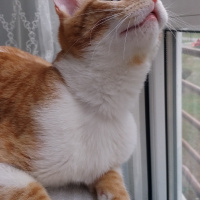 Tekir Kedi, Kedi  Guncuk fotoğrafı