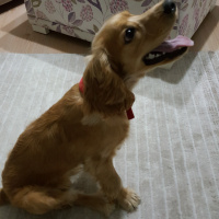 Amerikan Cocker Spaniel, Köpek  MOKHA fotoğrafı