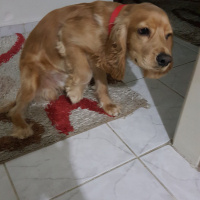 Amerikan Cocker Spaniel, Köpek  MOKHA fotoğrafı