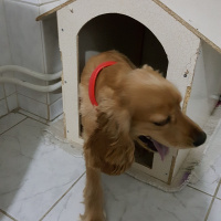 Amerikan Cocker Spaniel, Köpek  MOKHA fotoğrafı