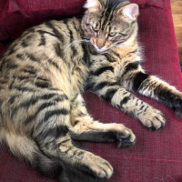 Tekir Kedi, Kedi  Ali fotoğrafı