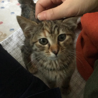 Tekir Kedi, Kedi  Bihter fotoğrafı