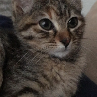Tekir Kedi, Kedi  Bihter fotoğrafı
