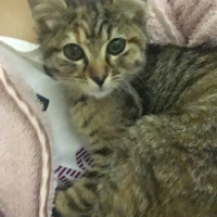 Tekir Kedi, Kedi  Bihter fotoğrafı