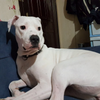 Dogo Arjantin, Köpek  chivas fotoğrafı