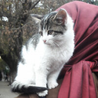 Tekir Kedi, Kedi  Muyi fotoğrafı