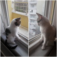 Tekir Kedi, Kedi  Muyi fotoğrafı