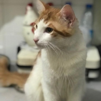 Tekir Kedi, Kedi  Diego fotoğrafı
