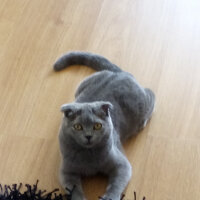 Scottish Fold, Kedi  LİLİ fotoğrafı