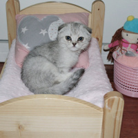 Scottish Fold, Kedi  Reina fotoğrafı