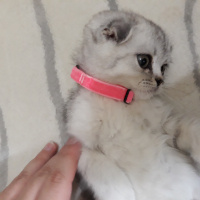 Scottish Fold, Kedi  Reina fotoğrafı