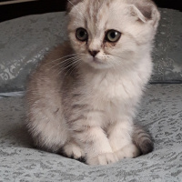 Scottish Fold, Kedi  Reina fotoğrafı