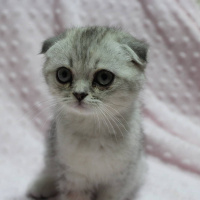 Scottish Fold, Kedi  Reina fotoğrafı