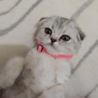 Scottish Fold, Kedi  Reina fotoğrafı