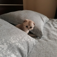 Scottish Fold, Kedi  Reina fotoğrafı