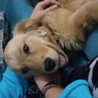 Golden Retriever, Köpek  Şans fotoğrafı