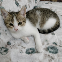 Tekir Kedi, Kedi  Boncuk fotoğrafı