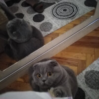 Scottish Fold, Kedi  Tokyo fotoğrafı