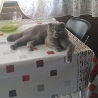 Scottish Fold, Kedi  Tokyo fotoğrafı