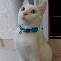 Van Kedisi, Kedi  Pamuk fotoğrafı