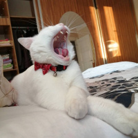 Van Kedisi, Kedi  Pamuk fotoğrafı